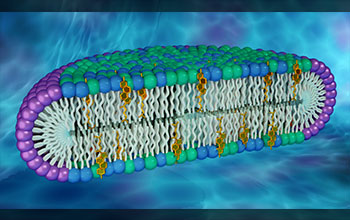 Disc-shaped structures called bicelles