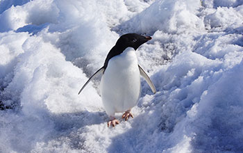 Adelie penguin