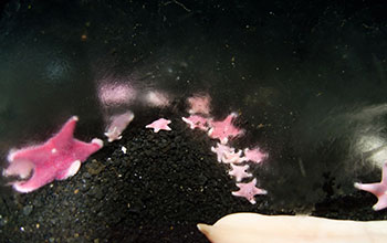 Pink starfish in McMurdo Sound, Antarctica