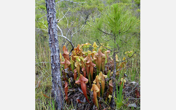 Photo of red-leaved hybrid of S. purpurea and S. flava.