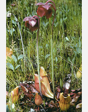 Photo of crimson flowers which is indicative of northern populations of purple pitcher plants.