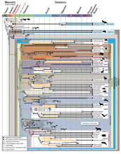 Diagram of new evolutionary tree for placental mammals.