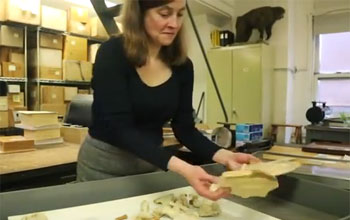 Photo of researcher examining fossils in a lab