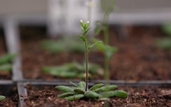 close up of seeding in soil