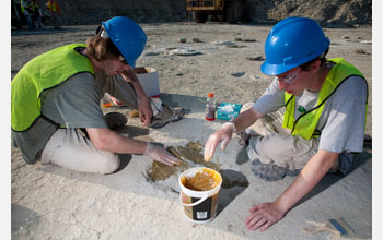 Coating a dinosaur track with grease to prepare it for plaster casting