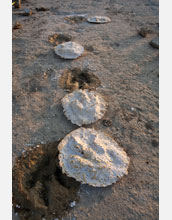 Plaster casts of a series of theropod tracks