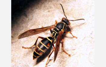 Paper Wasp (<em>Polistes fuscatus</em>)