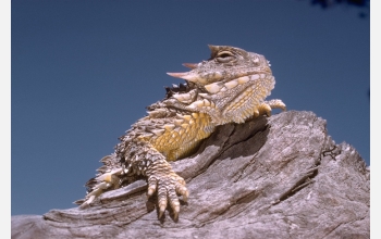 Coast horned lizard (Phrynosoma coronatum)