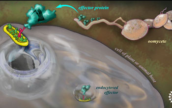 Mechanism to Infect Humans