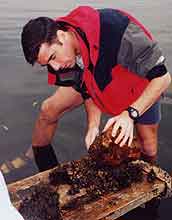 Jonathan Wilker collecting zebra mussels
