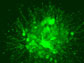 a cluster of cells found in the developing central nervous system