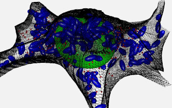 Rendering of the interior of a 3-D model of a neuron