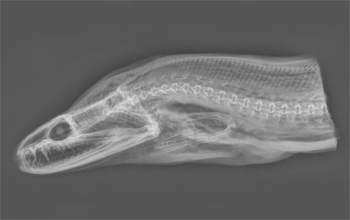 X-ray of an eel.