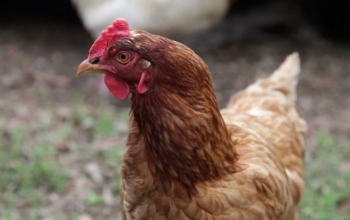 close up of a rooster