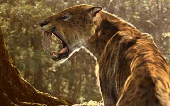 Reconstruction of the extinct saber-toothed cat.