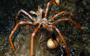 A sea spider in McMurdo Sound, Antarctica