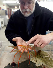 A sea star in a touch tank in the Albert P. Crary Science and Engineering Center