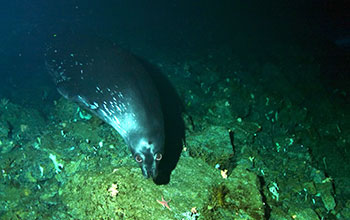 A Weddell seal swims under the ice in McMurdo Sound, Antarctica