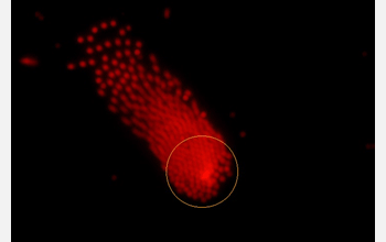 An individual nanoparticle,  part of a new technique called rapid electrokinetic patterning