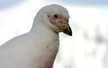 Snowy sheathbill