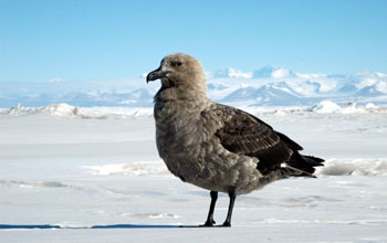 South polar skua