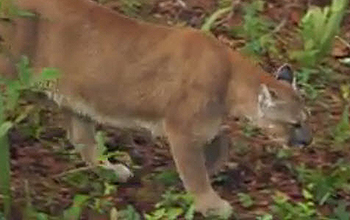 Mountain lion in the wild