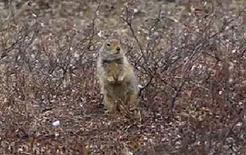 Arctic ground squirrel