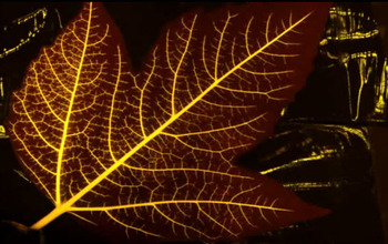 Leaf with veins marked by florescent dye