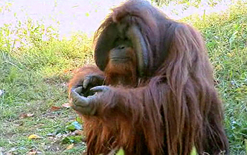 Adult orangutan