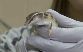 Close up of sandfish lizard held in a hand