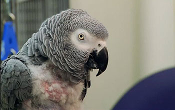 African Grey parrot