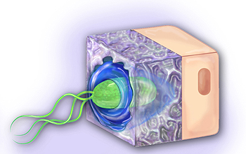 H. Pylori bacterium moving through protective mucus layer in the stomach