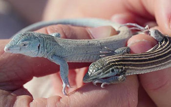 Close up of hand holding two different lizards