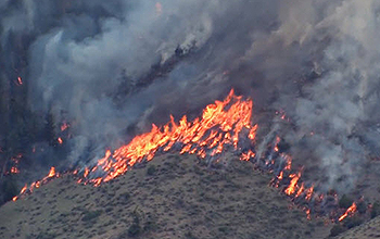 Trees on a hill going up in flames