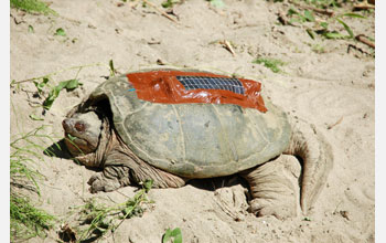 A fully equipped snapping turtle is ready for release, as part of the TurtleNet project.