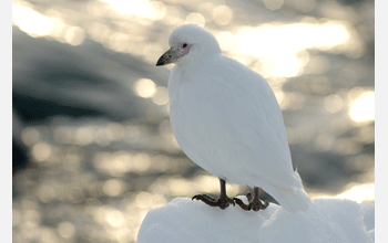 A snowy sheathbill at Anvers Island, Antarctica