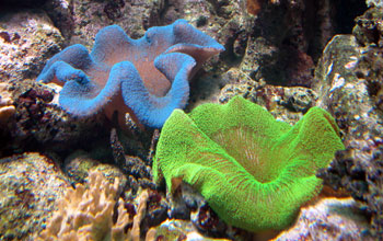 Carpet Anemone (<em>Stichodactyla haddoni</em>)