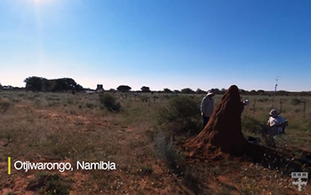 An ant mound in Namibia