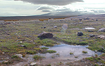 Tundra in northern Greenland