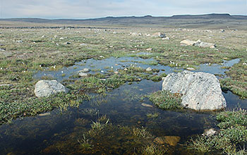 Tundra in northern Greenland