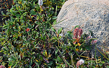 Tundra in northern Greenland