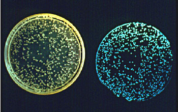 Colonies of the bioluminescent marine bacterium <em>Vibrio fischeri</em>