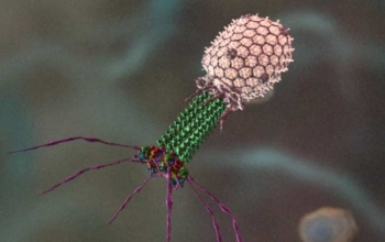 This animated video depicts bacteriophage T4 infecting its host cell.