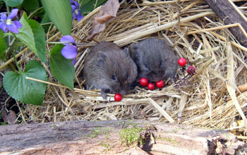 Meadow voles