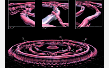 Visualization showing the swirling strength field in a gravity current