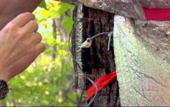 person installing a sensor on a tree