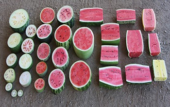 various slices of watermelon lined up