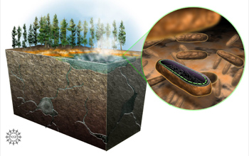 Illustration of a unique bacterium discovered in Yellowstone hot springs