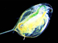 daphnia