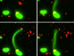 series of four still images shows a pilus stretch out from a bacterium, in green to catch a piece of DNA